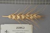 Click for 1 image(s) for this accession. Spike